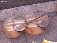 Horseshoe Crabs - Pfeilschwanzkrebse: Tachypleus
