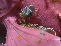 Isopods - Isopoda - Asseln 