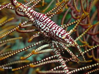 parasitic isopod inside the gills of a shrimp - Bopyride