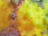 Sponge Isopod on frogfish - (Santia sp) - Schwamm-Meerassel auf Anglerfisch