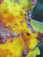 Sponge Isopod on frogfish - (Santia sp) - Schwamm-Meerassel auf Anglerfisch