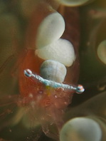parasitic isopod inside the gills of a shrimp - Bopyride on Vir cf euphyllus - parasitische Meeresassel im Kiemenraum einer Garnele