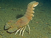 Oriental Slipper Lobster - Thenus orientalis - Orientaler Bärenkrebs