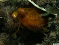 Smashing Mantis shrimp - Gonodactylinus vidris - Schmetterer Heuschreckenkrebs 