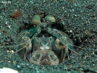 Spearing Mantis Shrimps - Speerer Heuschreckenkrebsen: Species on this page: Pseudosquilla, Lysiosquilla