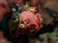Peacock Mantis shrimp - <em>Odontodactylus scyllarus</em> - Pfauen-Heuschreckenkrebs 