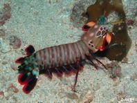 Peacock Mantis shrimp - <em>Odontodactylus scyllarus</em> - Pfauen-Heuschreckenkrebs 