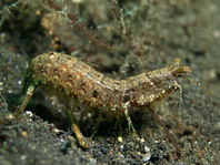 Mantis shrimp - <em>Pseudosquilla ciliata</em> - Heuschreckenkrebs