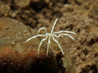 Sea Spiders - Asselspinnen: Parapallene, Nymphon, Nymphopsis