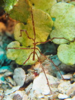 Sea Spider - Parapallene cf australiensis - Asselspinne