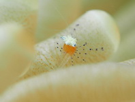 Mushroom Coral Shrimp, juvenile?- Cuapetes cf kororensis - Pilzkorallen-Garnele, Jungtier?