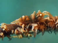 Zanzibar Shrimp - <em>Dasycaris zanzibarica</em> - Drahtkorallen-Garnele