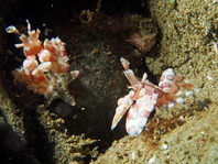 Harlequin Shrimp - Hymenocera elegans or Hymenocera picta - Harlekingarnele