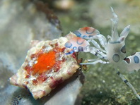 Harlequin Shrimps eating a starfish - Hymenocera elegans - Harlekingarnelen fressen einen Seestern