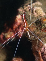 Pacific Cleaner Shrimp - Lysmata amboinensis - Weissband-Putzergarnele
