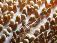 Bubble Coral Shrimp on Lichtenstein Bubble Coral - Vir sp2 on Physogyra lichtensteini - Blasenkorallen-Garnele auf Weintrauben-Koralle