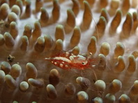 Bubble Coral Shrimp on Lichtenstein Bubble Coral - Vir sp2 on Physogyra lichtensteini - Blasenkorallen-Garnele auf Weintrauben-Koralle