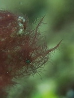 Hairy Shrimp / Algae Shrimp - Phycocaris simulans - Haarige Garnele / Algen-Garnele
