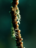 Wire Coral Shrimp - Pontonides ankeri on Cirrhipathes - Drahtkorallen-Garnele