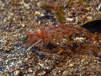 Night Shrimp - Processidae sp - Nacht-Garnelen