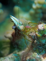 Coral Marbled Shrimp - Saron neglectus - Korallen Marmorgarnele