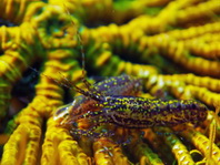 Crionid Alpheid Shrimp inside a feather star - Synalpheus stimpsoni - Haarstern Knallkrebs im Innern eines Federsternes