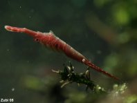 Ocellated Tozeuma Shrimp - Tozeuma lanceolatum - Ocellus Tozeuma Korallengarnele