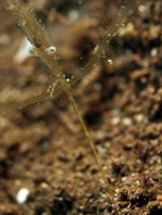 Shrimp - Tozeuma sp1 - Korallengarnele