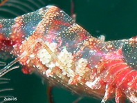 Rock Shrimps - Palaemoninae - Felsengarnelen