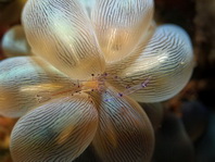 Bubble Coral Shrimp - <em>Vir philippinensis</em> - Blasenkorallen-Garnele