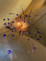 Coleman’s Coral Shrimp - <em>Vir colemani</em> - Coleman Korallen-Garnele