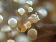 Anchor Coral Shrimp on Euphyllia sp. - <em>Vir cf euphyllus</em> - Bukettkorallen-Garnele auf Euphyllia sp.