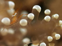 Anchor Coral Shrimp on Euphyllia sp. - <em>Vir cf euphyllus</em> - Bukettkorallen-Garnele auf Euphyllia sp.