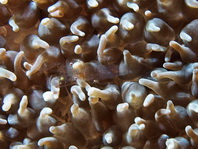 Smits Bubble Coral Shrimp - Vir smiti?- Smits Blasenkorallen-Garnele