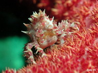 Dendronephthya Crab - Hoplophrys oatesii - Schleierbäumchen Spinnenkrabbe