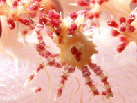 Dendronephthya Crab - Hoplophrys oatesii - Schleierbäumchen Spinnenkrabbe