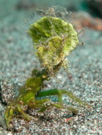Arrowhead Crab with Halimeda algae - Huenia heraldica - Spinnenkrabbe mit Halimeda-Blatt