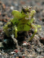 Arrowhead Crab - Huenia sp - Spinnenkrabbe