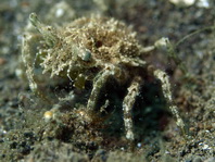 Decorator Spider Crab - Cyclocoeloma tuberculata - Turberkel- Spinnenkrabbe