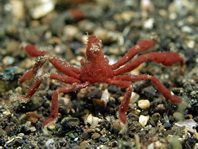 Spidercrab - Achaeus sp2 - Spinnenkrabbe / Gespensterkrabbe