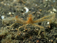 Spidercrab - Achaeus sp1 - Spinnenkrabbe / Gespensterkrabbe