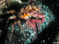 Spider Crab - Schizophrys aspersa - Spinnenkrabbe