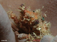 Spider Crab - Schizophrys dama - Spinnenkrabbe
