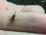 Conic Spidercrab (Xeno Crab) - Xenocarcinus conicus - Konische Spinnenkrabbe 