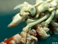 Whip Coral Spider Crab - Xenocarcinus tuberculatus - Gorgonien-Spinnenkrabbe auf Korkenzieher-Koralle