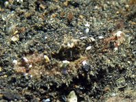 Elbow Crabs - Parthenopidae - Ellbogenkrabben