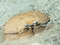 Box Crab - Calappa calappa - Schamkrabbe