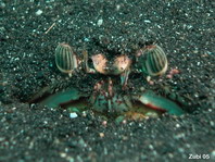 Box Crab - Calappa philargius - Schamkrabbe