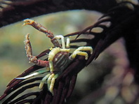 Horned Crinoid Crab - Ceratocarcinus longimanus - Gehörnte Federstern-Krabbe