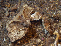 Domed Spined Elbow Crab - Cryptopodia fornicata - Dom-Ellbogenkrabbe